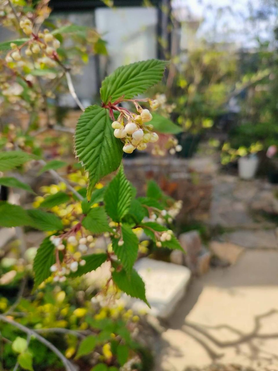 Ayu Garden施工写真