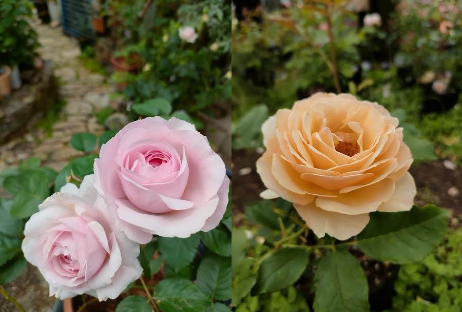 Ayu Garden施工写真